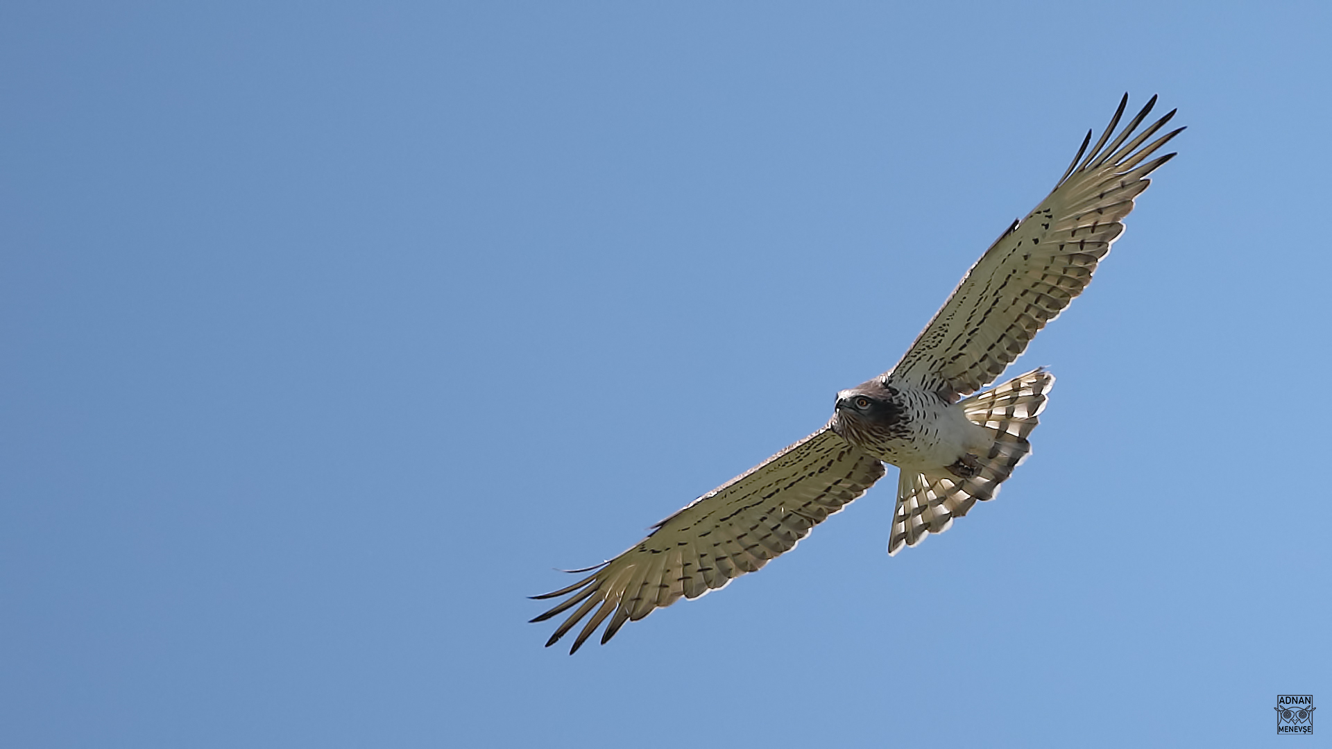 Short-toed Snake-Eagle